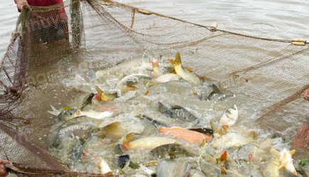 Nuôi cá chép thương phẩm cho năng suất cao và chất lượng thịt không kém cá chép sông